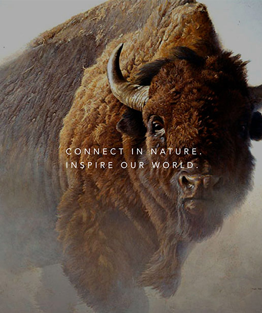 A buffalo with the Bateman Foundation tagline, "Connect in nature. Inspire our world." over top.