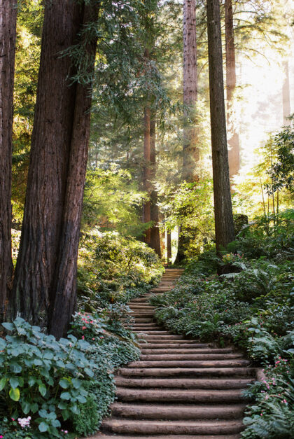 A staircase leads into an enchanting forest at Nestldown